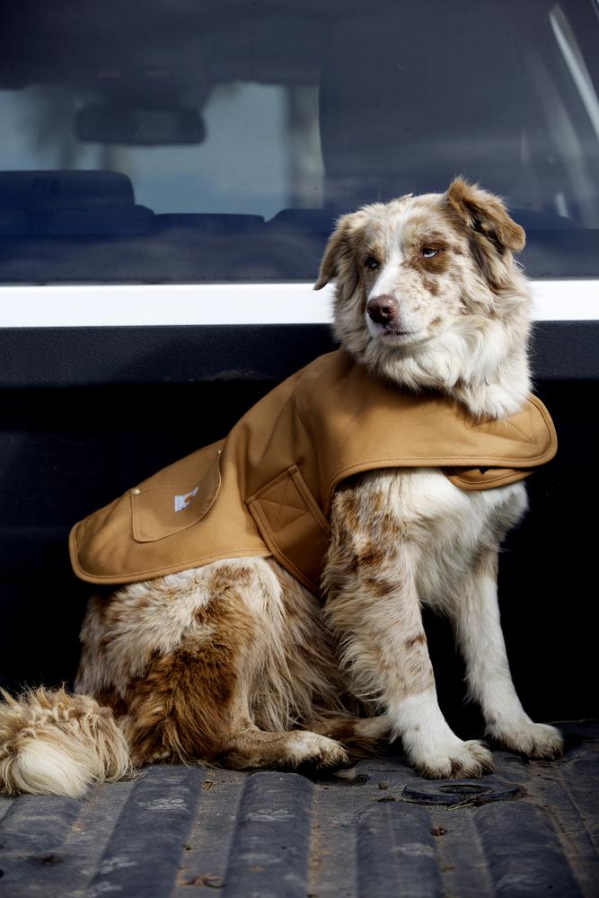 SPGP548 - Carhartt Hunting Tech Chore Coat (Stocked In Canada)*